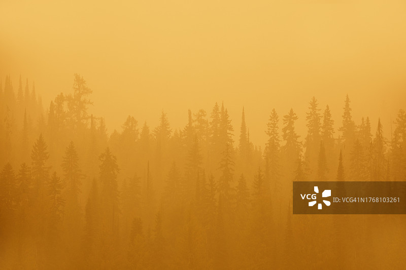 烟雾森林图片素材