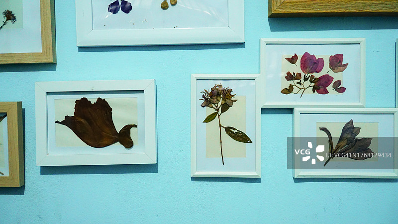 干花植物标本拼贴相框图片素材