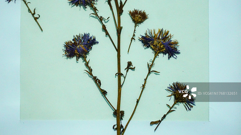 白纸板上的干紫菀花植物标本图片素材