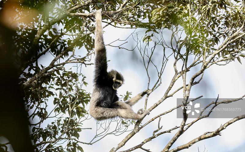 泰国考艾国家公园的冠长臂猿与杂交长臂猿图片素材