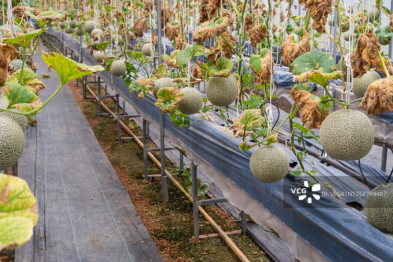 有机农场夏季种植的甜瓜或哈密瓜图片素材