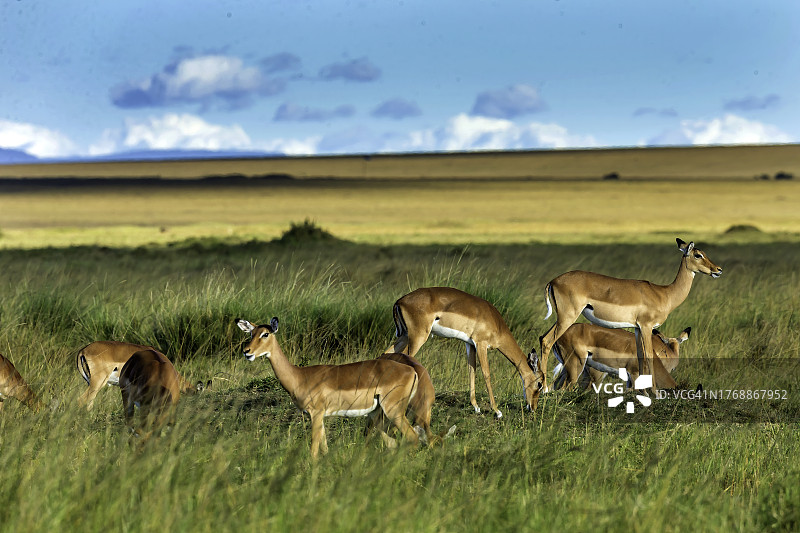 肯尼亚马赛马拉草原上的非洲黑斑羚图片素材
