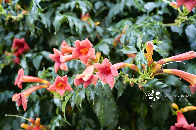 夏季花园里盛开着红色和橙色管状花朵的快速生长的喇叭花图片素材
