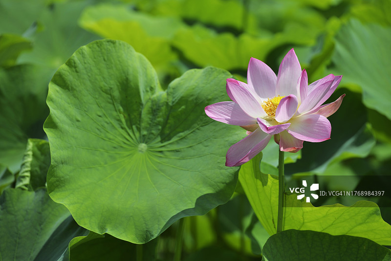 庆尚南道咸阳郡上林荷花图片素材