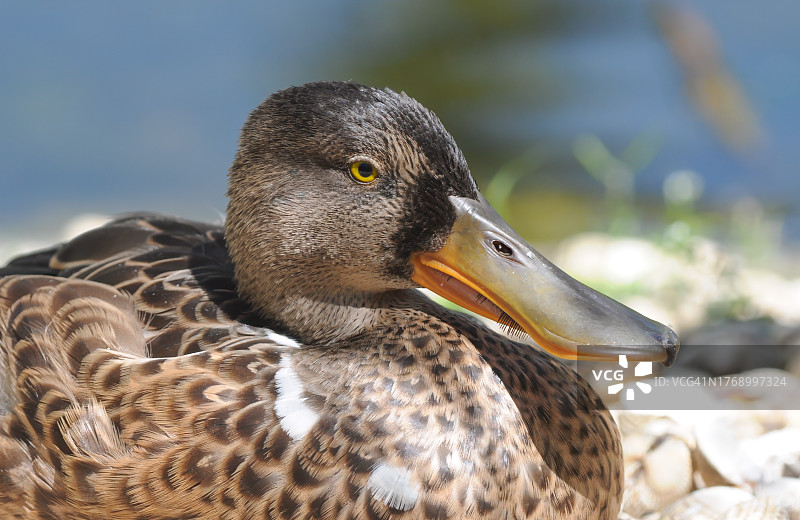 琵嘴鸭雌鸟图片素材