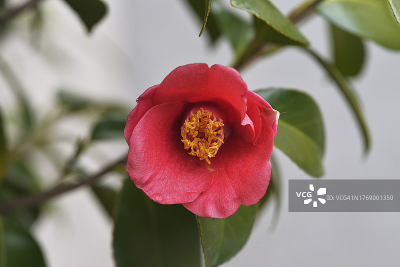 山茶花图片素材