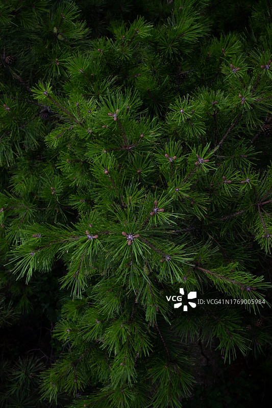 松树、松针图片素材