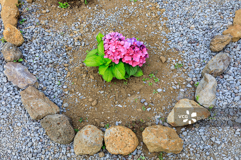 绣球花，济州岛图片素材