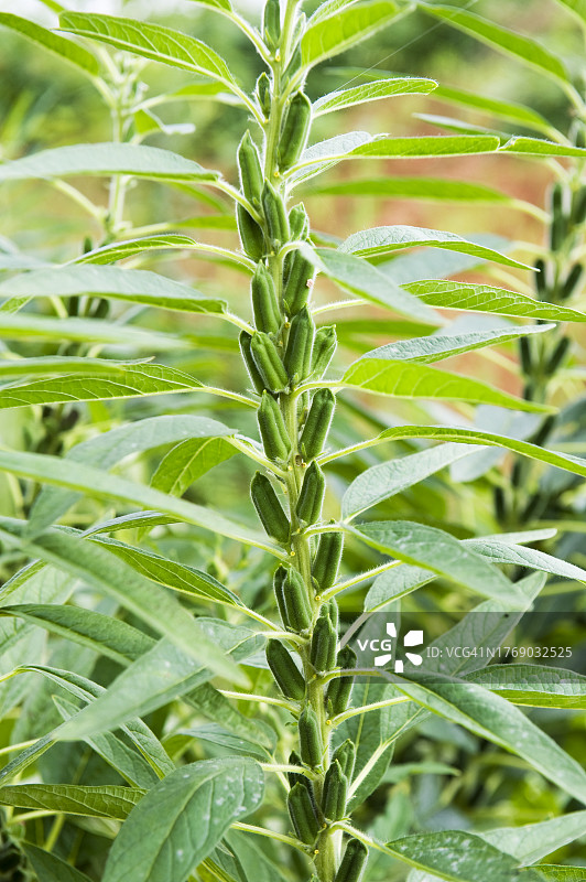 芝麻籽图片素材