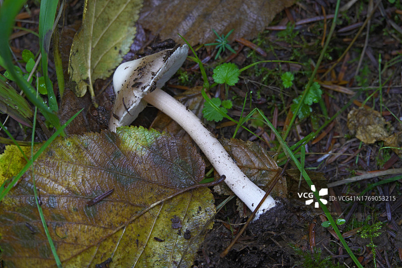 俄勒冈州的森林蘑菇图片素材