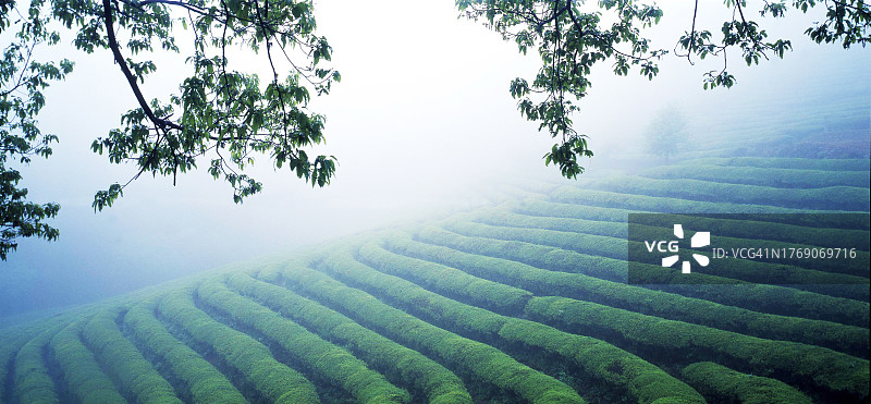 全罗南道宝城郡大韩茶园图片素材