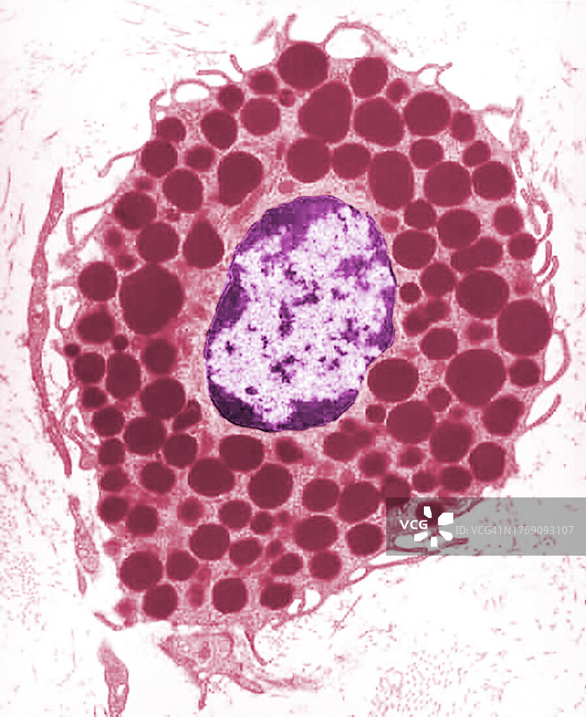 透射电子显微镜下的肥大细胞照片图片素材