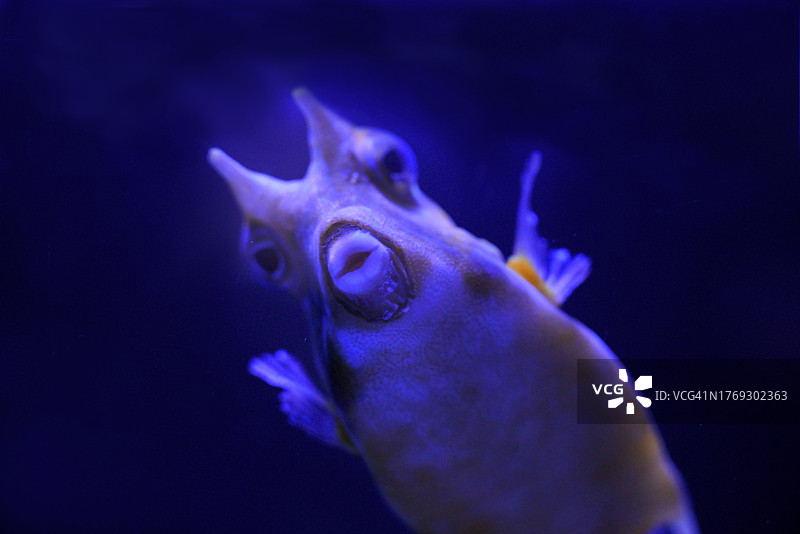 长角箱鲀图片素材