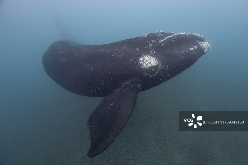 在阿根廷海岸，南露脊鲸转身看着潜水员图片素材