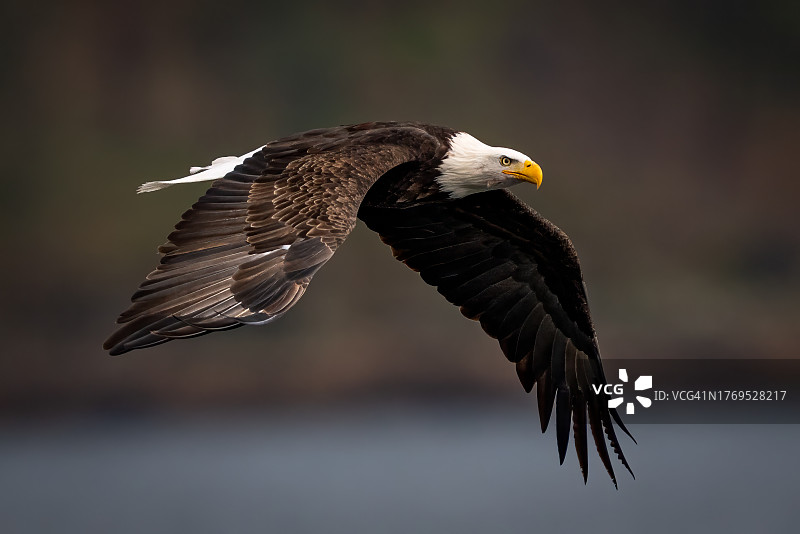 湖面上的秃鹰图片素材