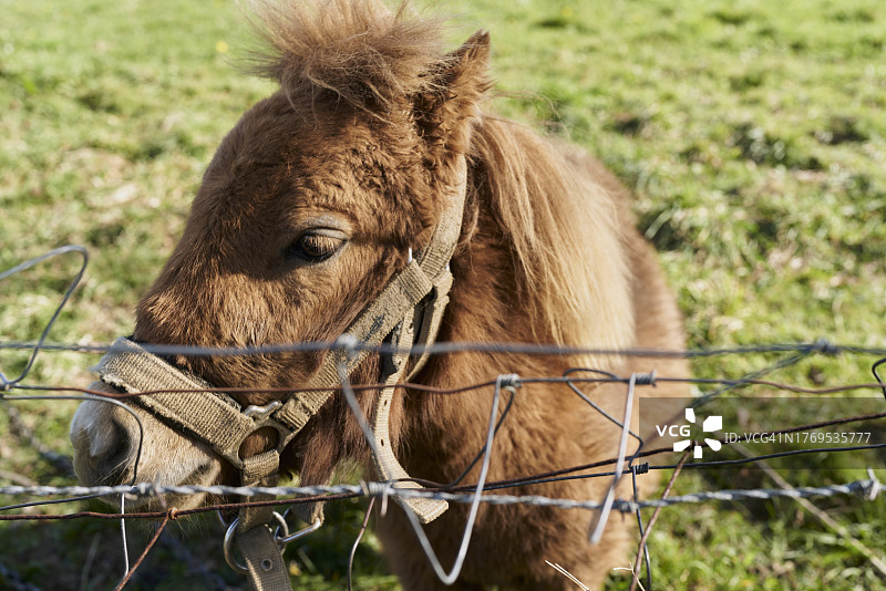铁丝网围栏草地里小马正面特写图片素材