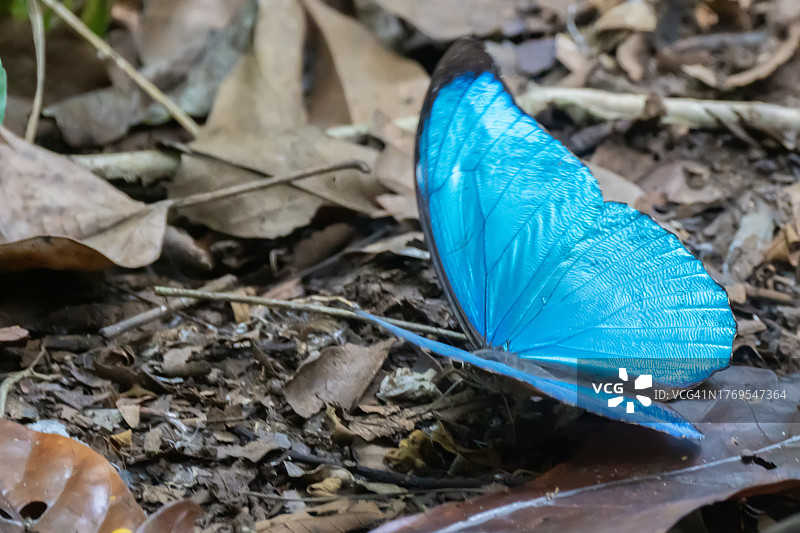 蓝色大闪蝶图片素材