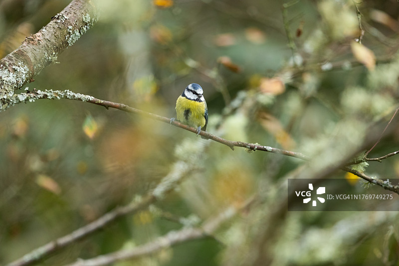 蓝冠山雀图片素材