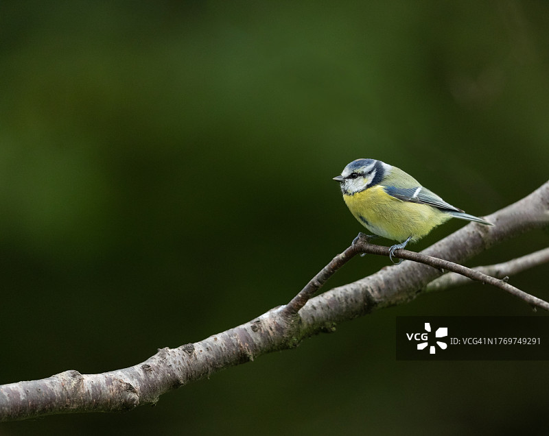 蓝冠山雀图片素材
