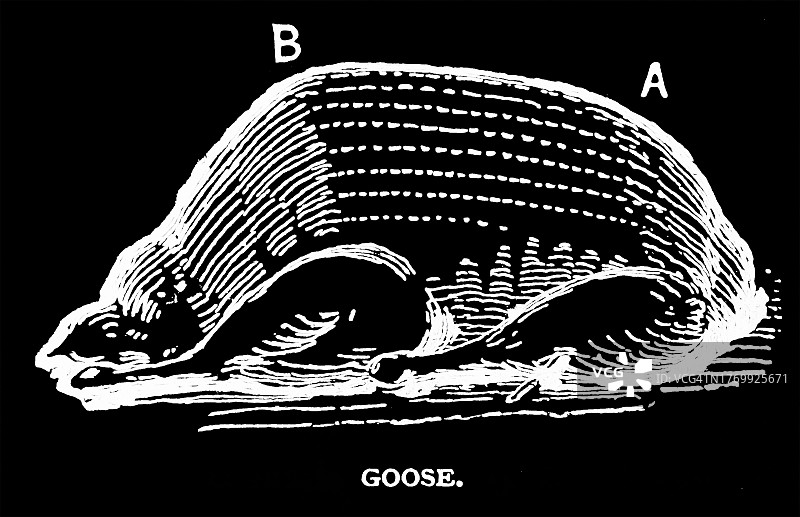 煮熟的火鸡老式雕刻插图图片素材