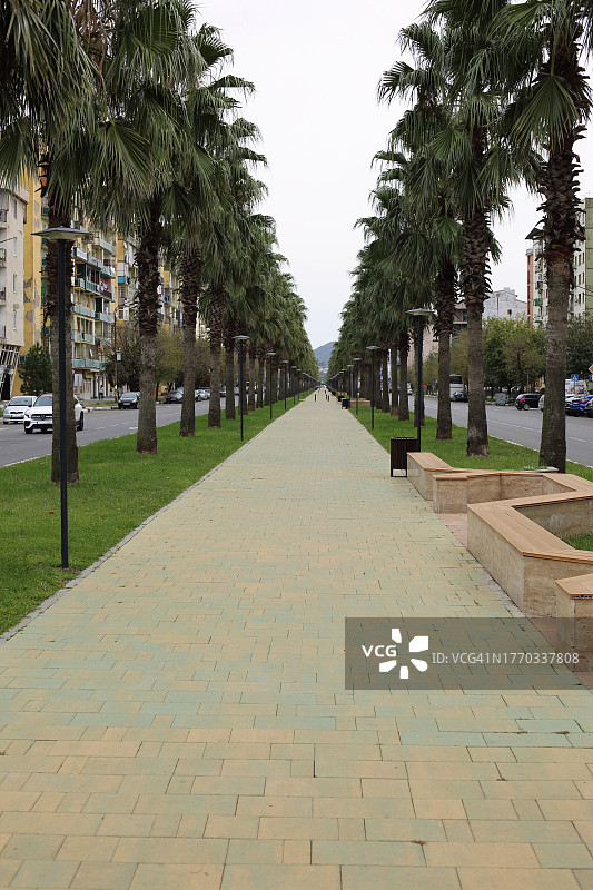 棕榈树林荫小路图片素材