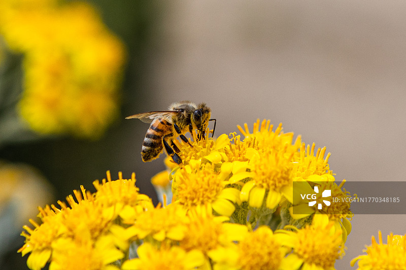 银叶千里光花上的西方蜜蜂图片素材