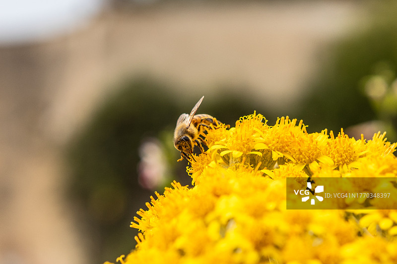 银叶千里光花上的西方蜜蜂图片素材