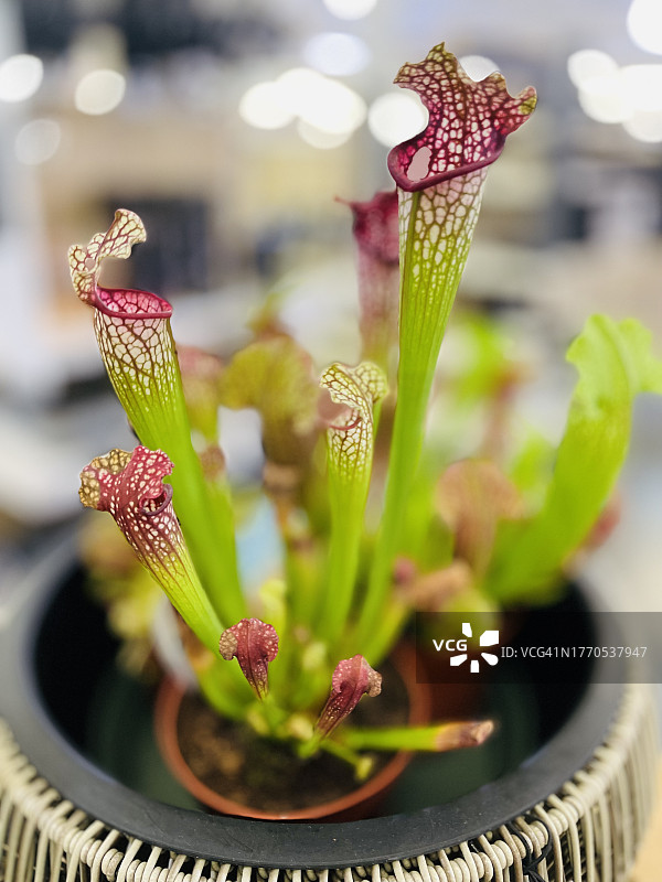 特写镜头下的深红色瓶子草(白叶瓶子草)图片素材