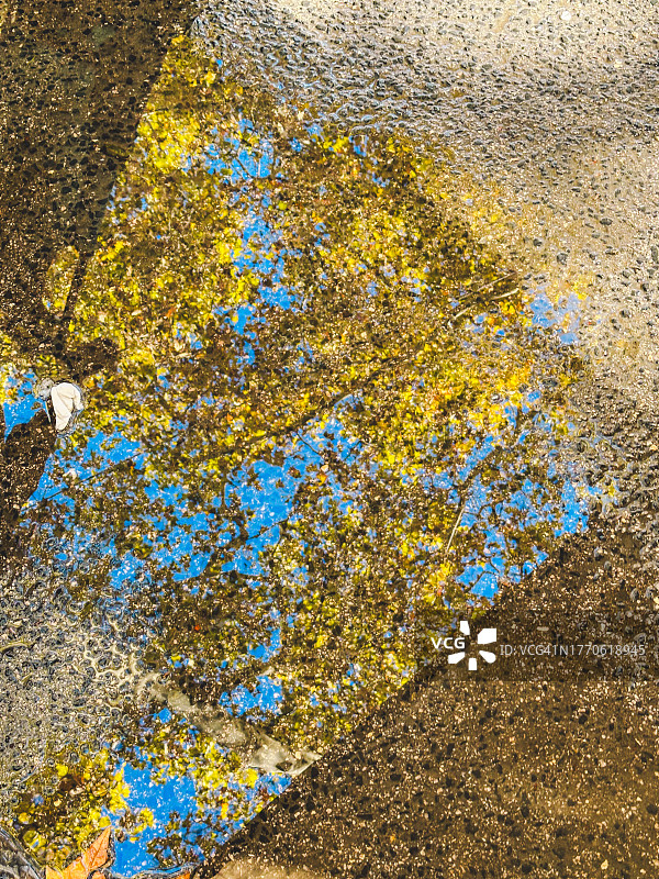 秋叶水洼倒影图片素材