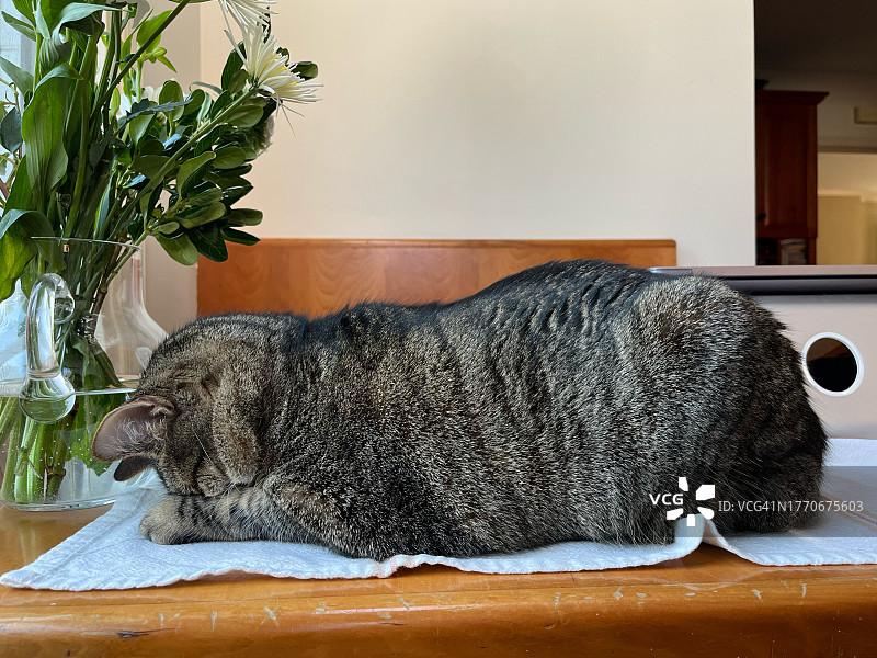 猫咪脸朝下，头枕爪子睡觉图片素材