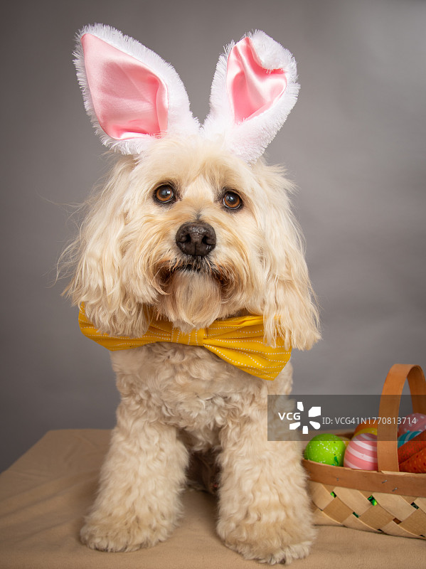 穿着兔子耳朵的Cockapoo犬坐在复活节彩蛋篮子旁的肖像图片素材