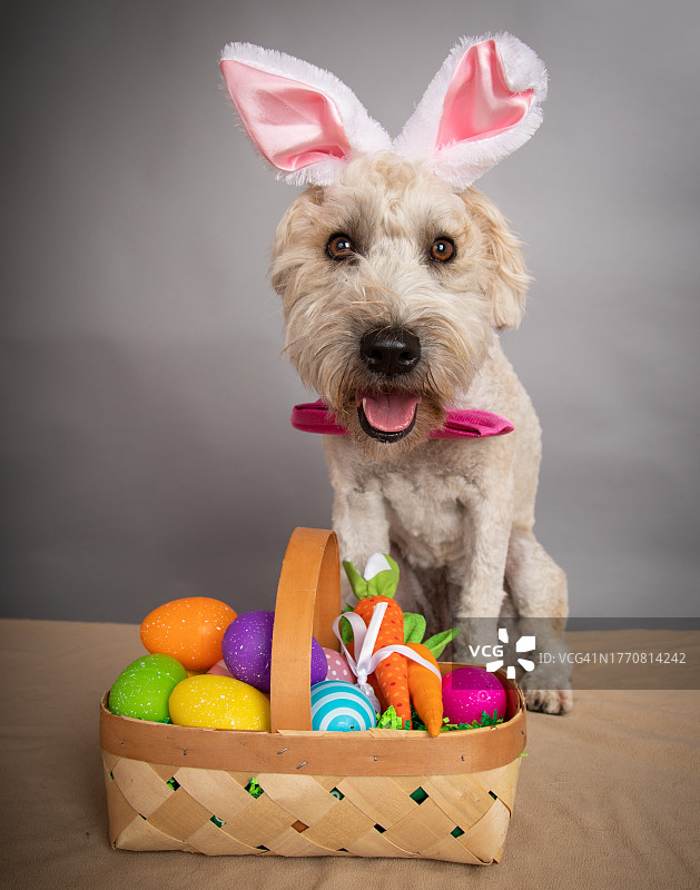 戴兔耳朵和蝴蝶结的惠顿梗肖像，坐在复活节彩蛋篮旁图片素材
