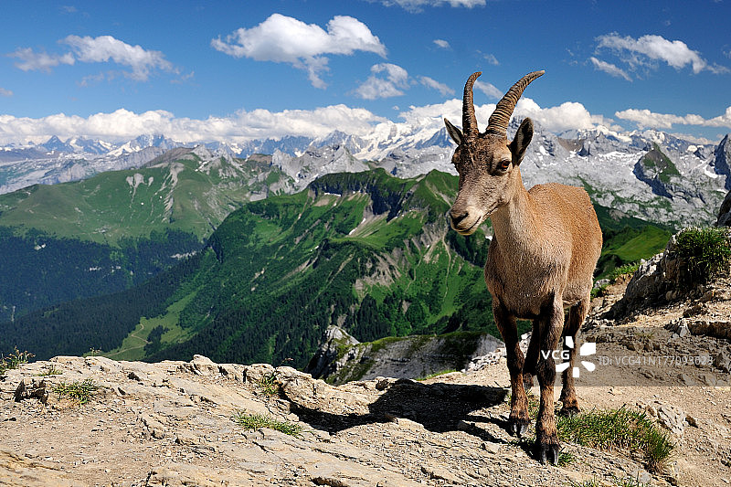 山羊图片素材