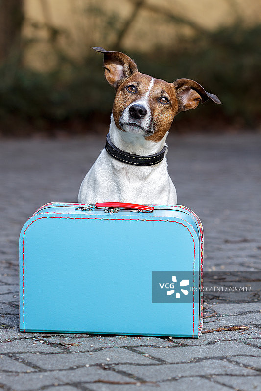 狗狗等待着一个蓝色包图片素材