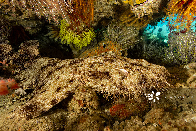 印度尼西亚缨须髭鲨图片素材