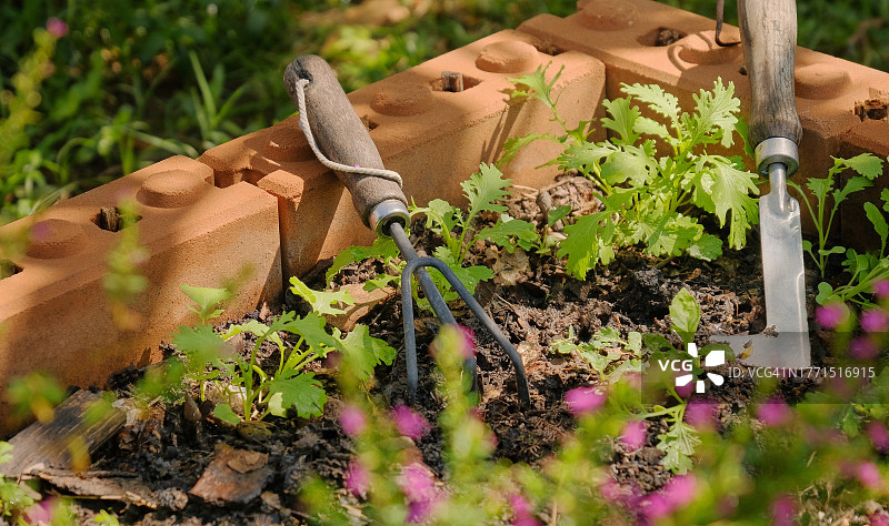 晴天菜园里的园艺工具图片素材