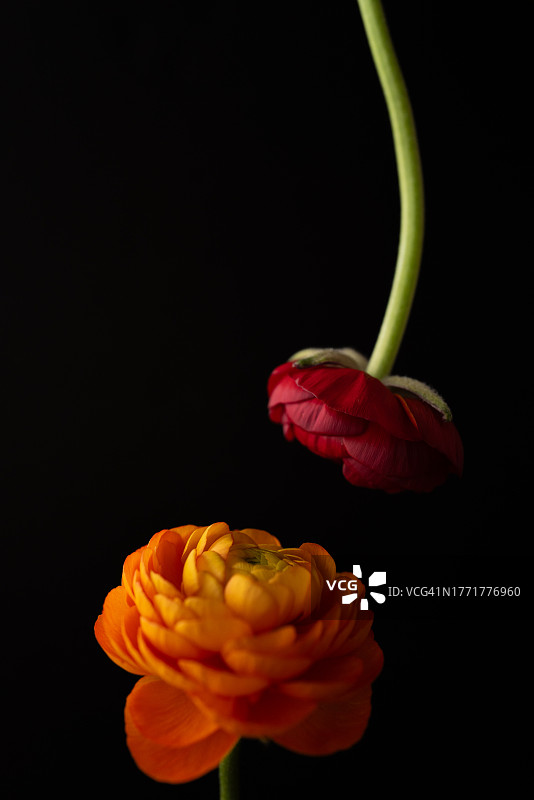 黑色背景上的黄色和红色毛茛图片素材