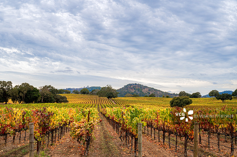 秋季加利福尼亚州索诺玛县的彩色葡萄园图片素材