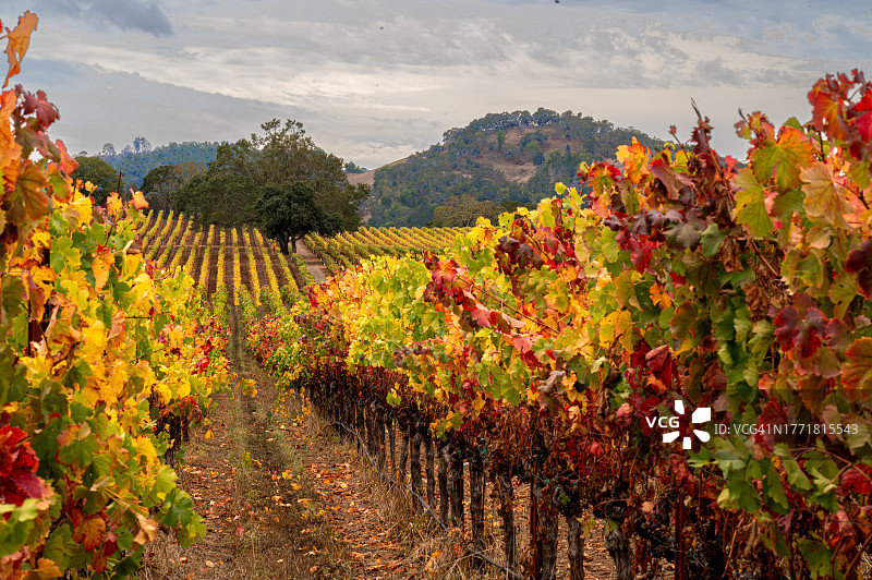 秋季加利福尼亚州索诺玛县的彩色葡萄园图片素材