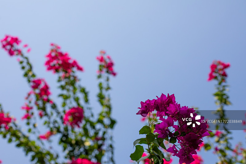 洛迪花园里的九重葛图片素材