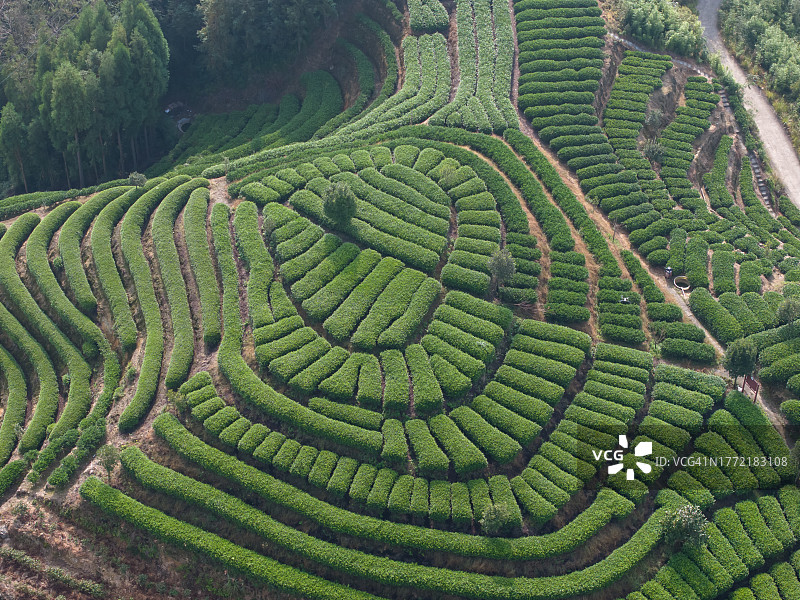 心形茶园图片素材