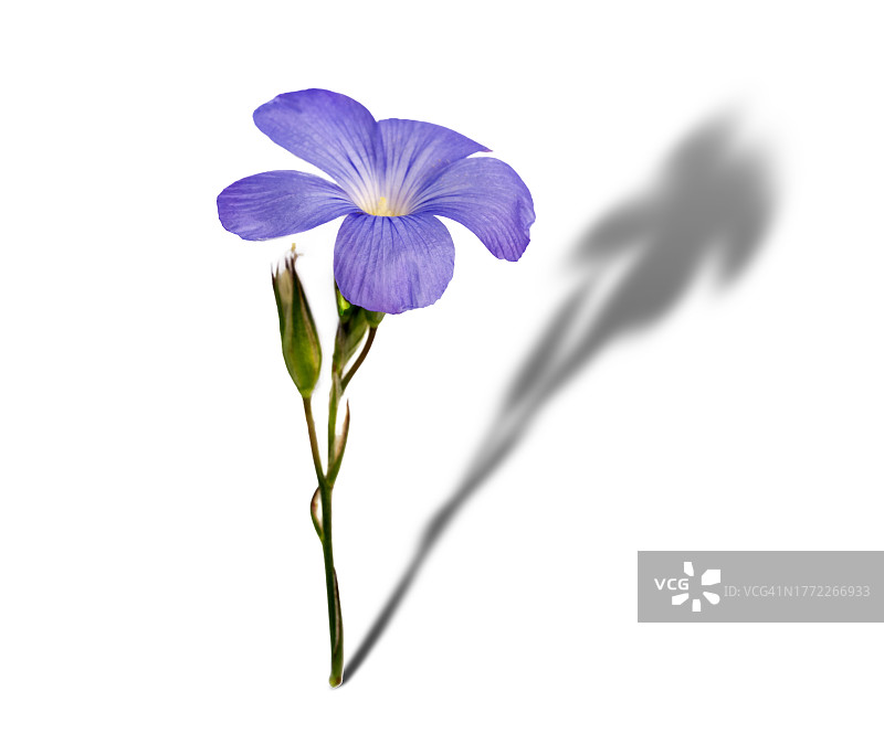 白色背景下的野生紫罗兰花朵，带有长长的阴影图片素材