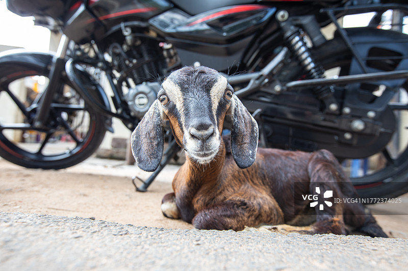 印度城市儿童图片素材