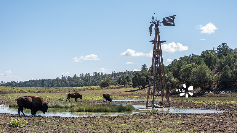 水坑旁的水牛图片素材
