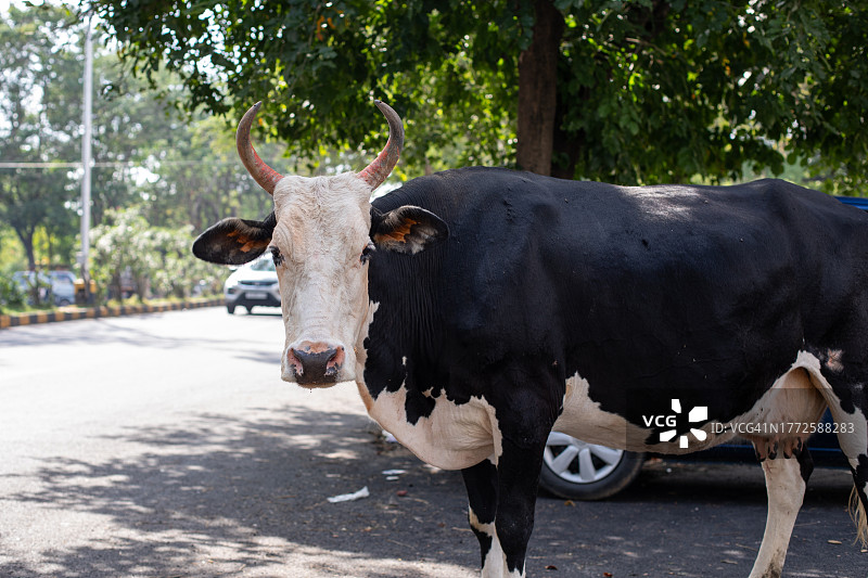 印度牛文化图片素材
