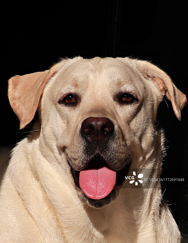快乐拉布拉多犬的特写镜头图片素材