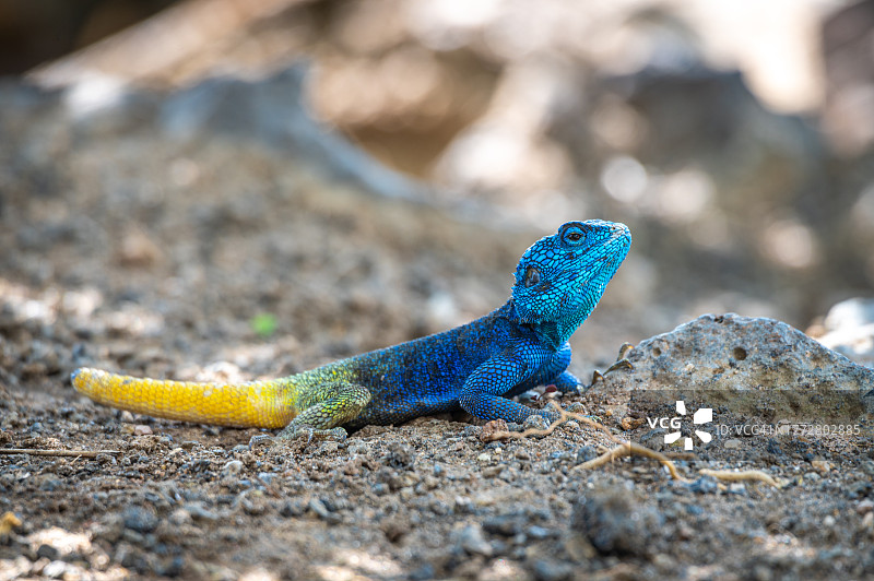 蓝头鬣蜥图片素材