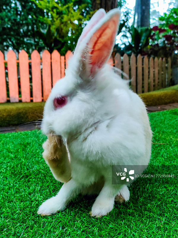 白色兔子图片素材