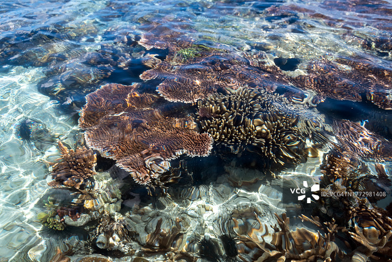 珊瑚礁图片素材