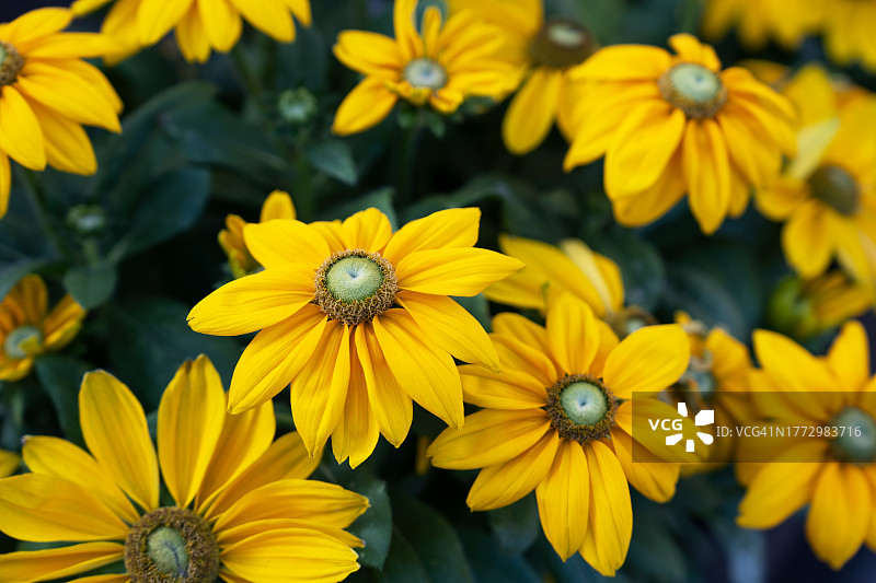 荷兰火烈鸟金光菊图片素材